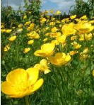 Buttercups
