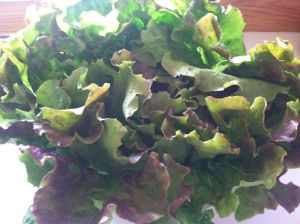 Red Leaf  Lettuce