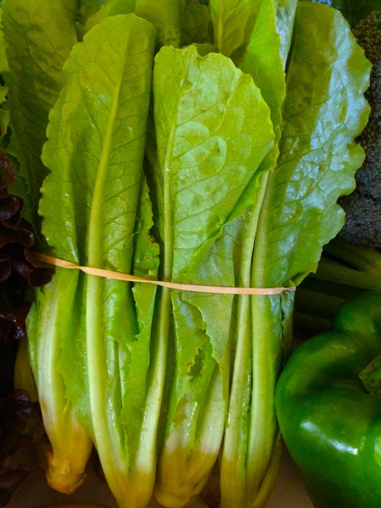Beautiful Baby Romaine Lettuces