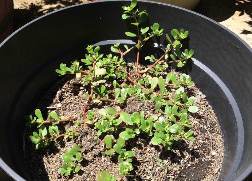 purslaneplant