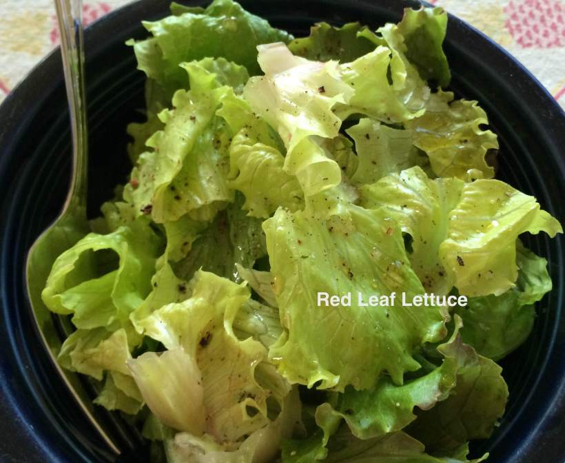Red leaf lettuce