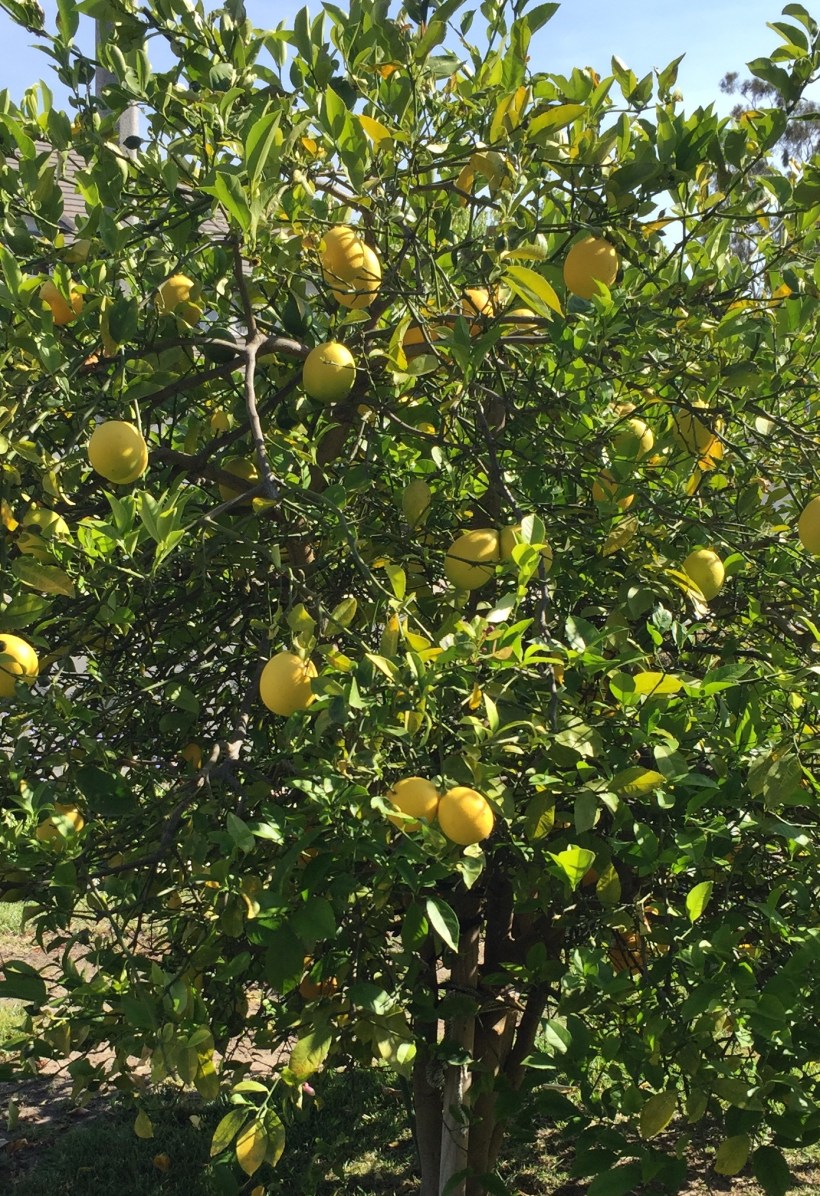 Debbie's Meyer Lemon Tree